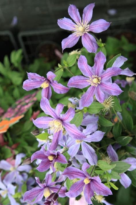 staudenclematis arabella|Staudenclematis Arabella 